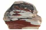 Colorful, Polished Petrified Wood Stand Up - Texas #193642-1